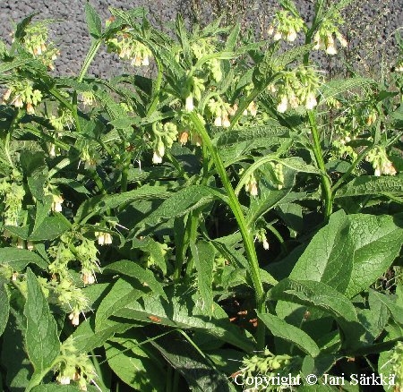 Symphytum officinale var. bohemicum